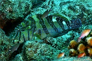 Cirrhitus rivulatus Poisson faucon hieroglyphe-La Paz Los Islotes Arche-17m-20181025-Denis-ADER-DSC_0122_tn